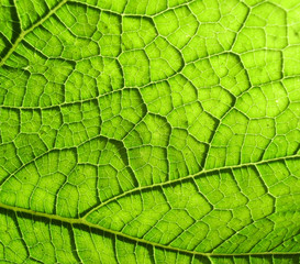 Underside Of A Green Leaf 5