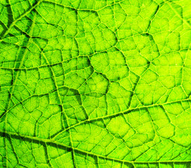 Obraz premium Underside Of A Green Leaf 6