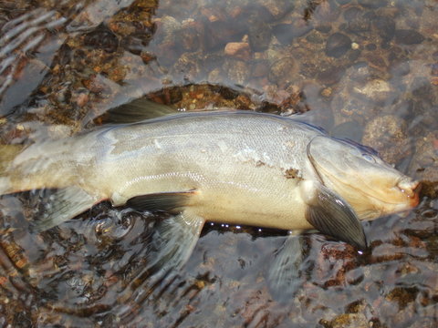 Dead Fish In Lake