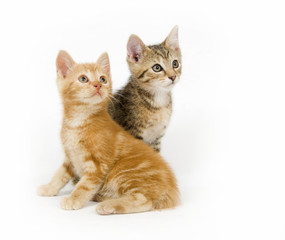 Two kittens looking right