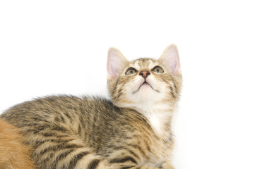 Kitten looking up