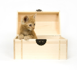 Kitten sitting in a wooden box