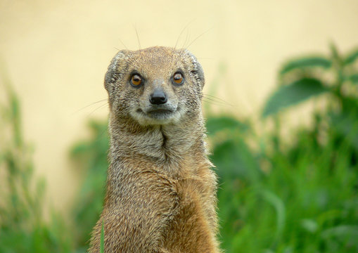 Yellow Mongoose