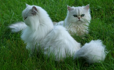 Chats persans blancs dans l'herbe