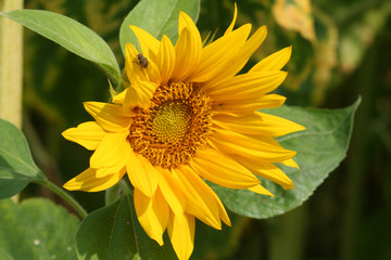 Sonnenblume
