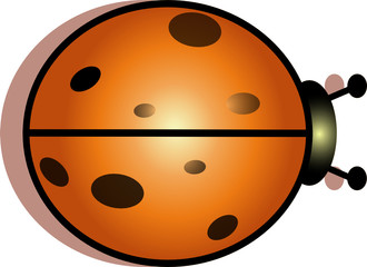 coccinelle 