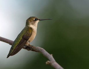 Obraz na płótnie Canvas Ruby-Throated Hummingbird