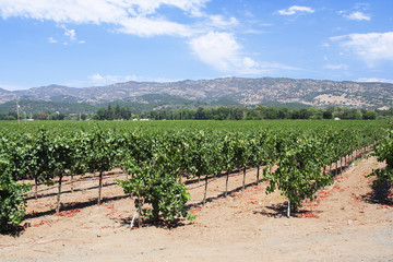 Fototapeta na wymiar Vines and vineyard in Napa Valley in California