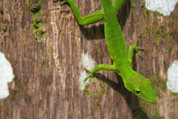 Green Lizard