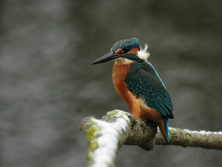 Eisvogel