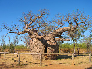 Bottle Tree