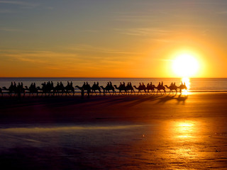 Camels by the sea