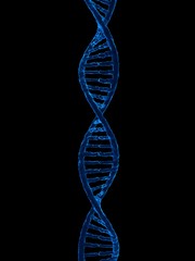 dna model