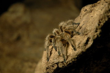 chile rose tarantula