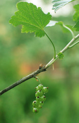 Currant unripe