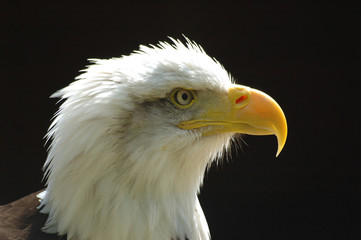 bald eagle 