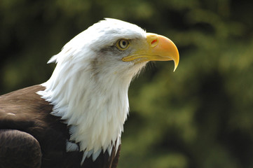 bald eagle