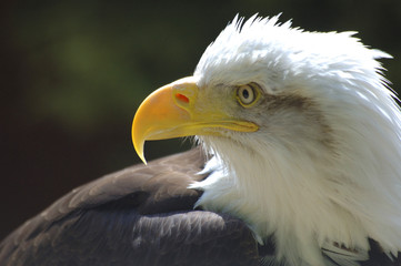 bald eagle