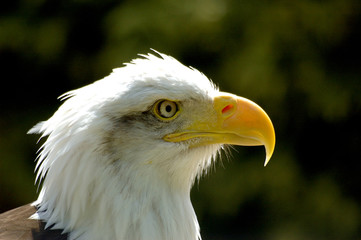 bald eagle