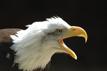 bald eagle