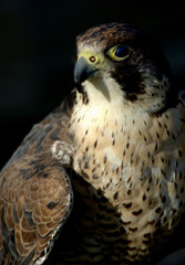peregrine falcon