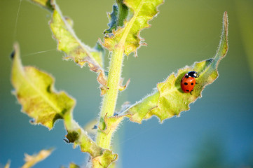 ladybird © martin1985