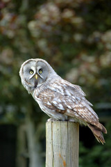 great grey owl