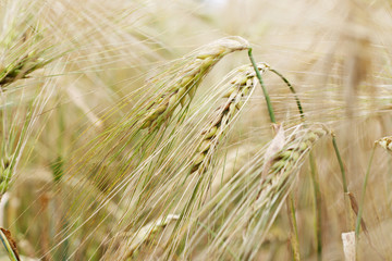 Ears of barley