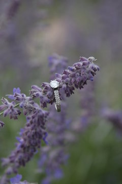 engagement ring band on purple flower