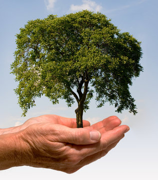 Hand mit Baum