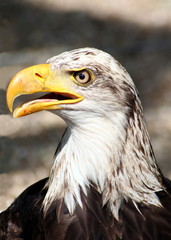 Seeadler