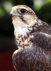 Falke