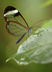 Obraz premium glasswing butterfly