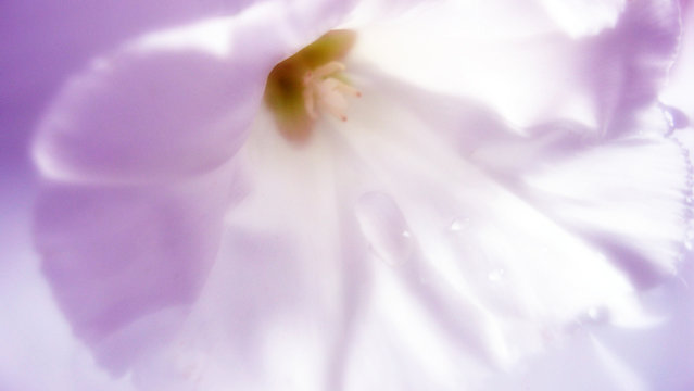 Bl&uuml;te