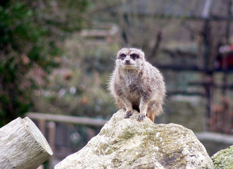 meerkat