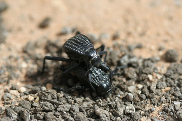 Insect