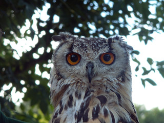 bengal eagle owl