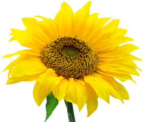 Fototapeta premium photo of a sunflower isolated on white background