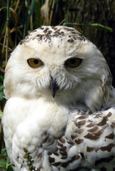 snowy owl