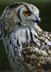 eagle owl