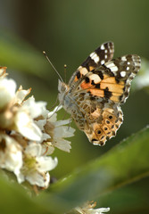 painted lady butterfly