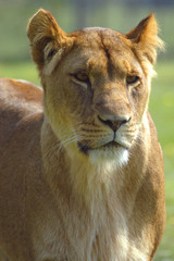lion female