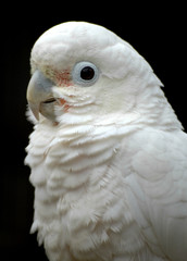 cockatoo