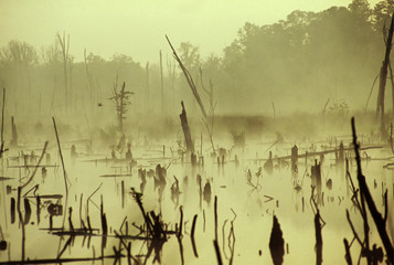 Swamp at Dusk