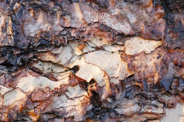 Bark 6