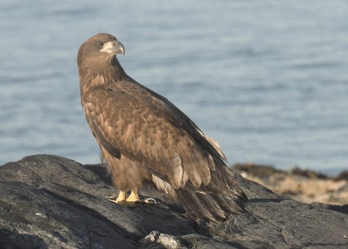 Young White tailed Eagle.