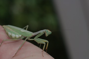 green mantis