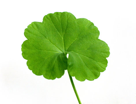 Leaf Of A Geranium