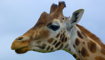 giraffe