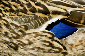 femal mallard feathers
